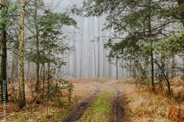 Fototapeta fog in forest