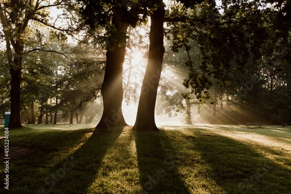Fototapeta fog in forest