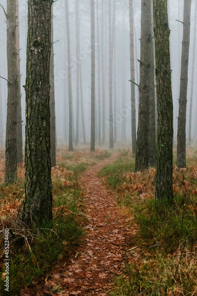 Fototapeta fog in forest