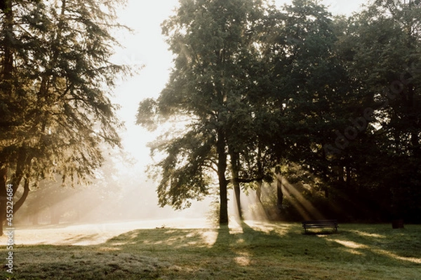 Obraz fog in forest