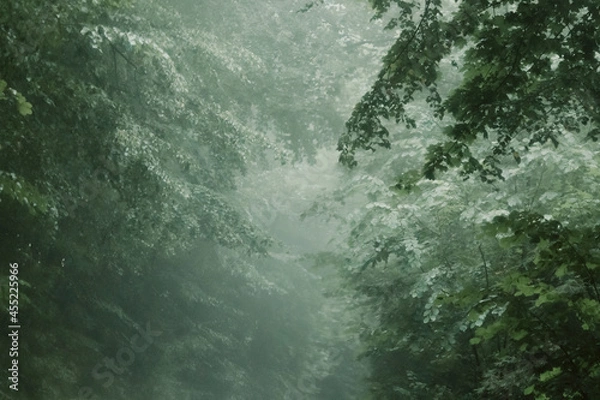 Fototapeta fog in forest