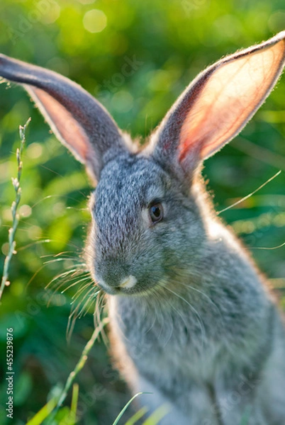 Obraz Cute young rabbit