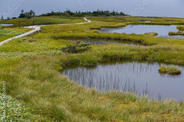 Fototapeta 苗場山の山頂付近の湿原