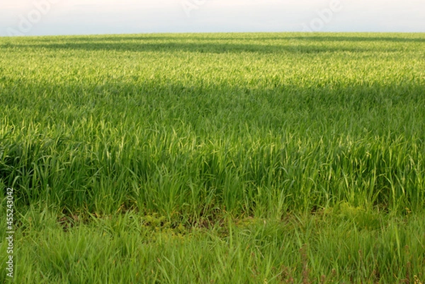 Obraz Green grass field