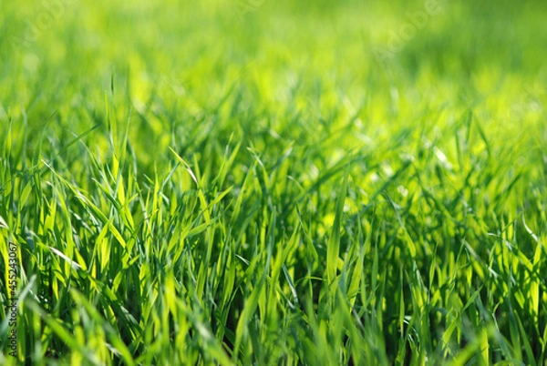 Obraz Green grass field