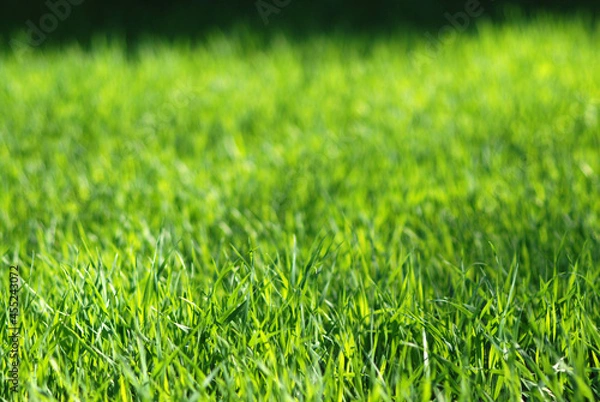 Obraz Green grass field