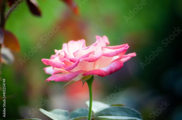 Obraz pink rose flower