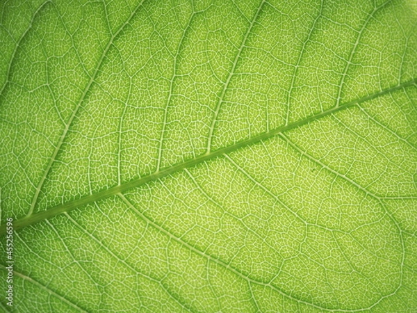Fototapeta The surface of the leaf of the tree. Floral texture