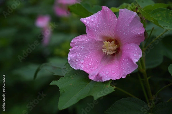 Fototapeta 雨あがりのフヨウ