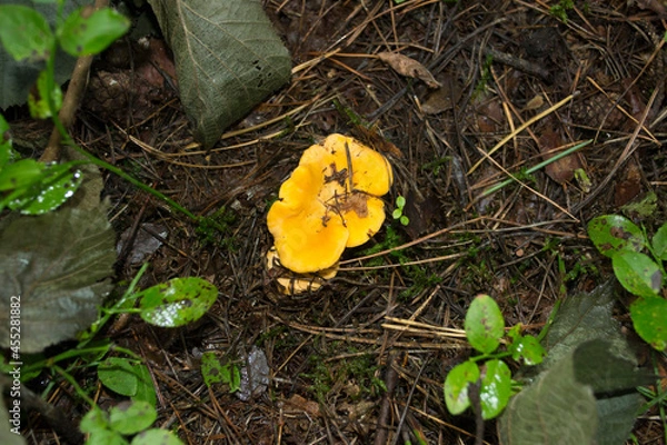 Obraz Yellow Foot Chanterelles