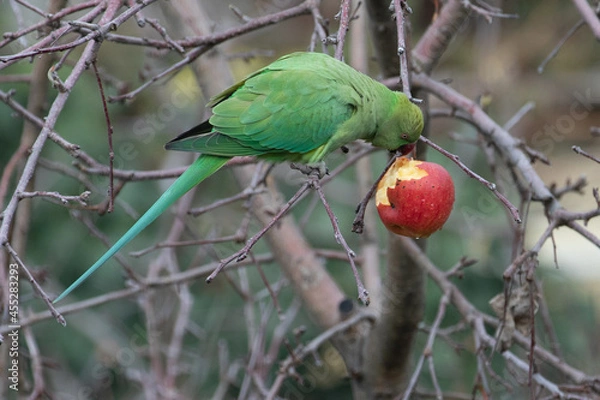 Fototapeta Halsbandsittich