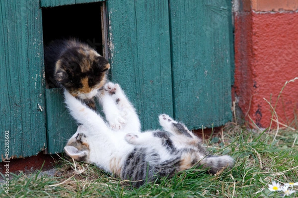 Fototapeta Kittens on a farm
