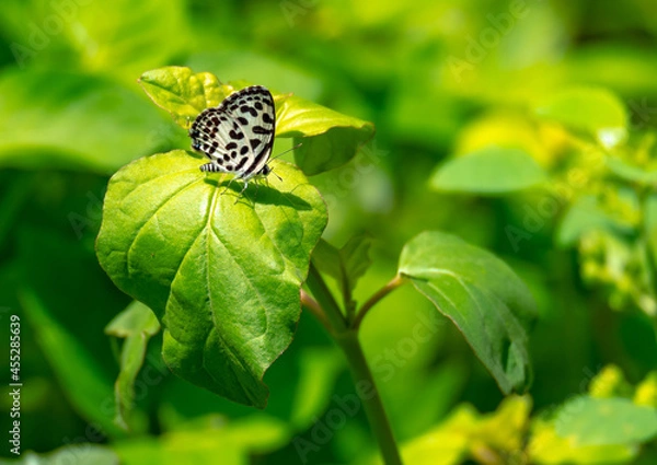Fototapeta Butterfly clinging to a leaf during the day