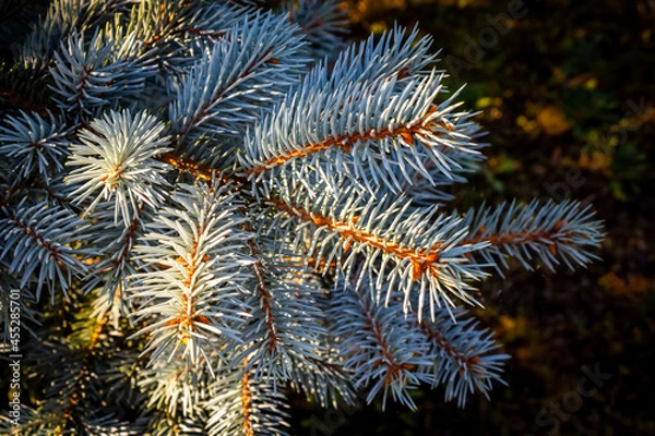 Fototapeta Branches of decorative blue spruce in the backyard.
