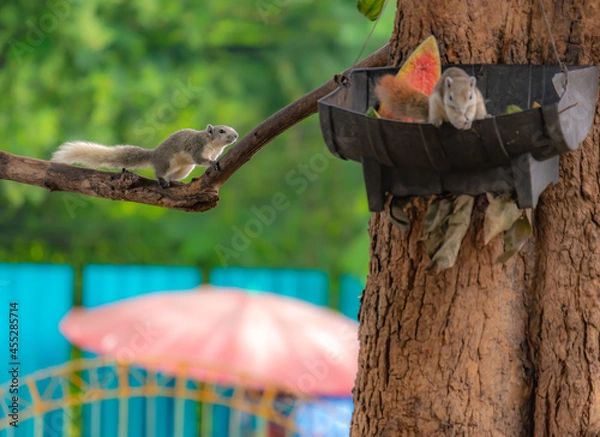 Fototapeta Squirrels foraging for food during the day