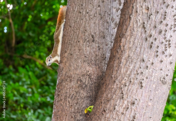 Fototapeta Squirrels foraging for food during the day