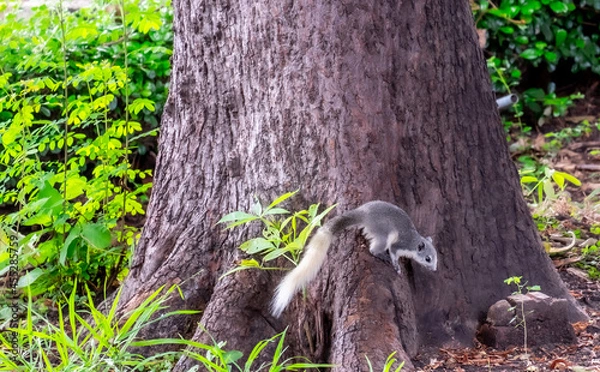 Fototapeta Squirrels foraging for food during the day