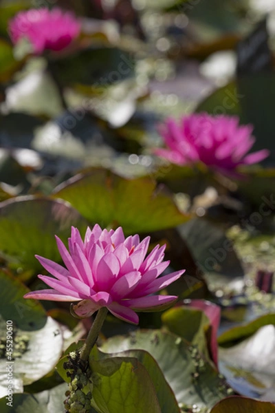 Obraz Nénuphar rose