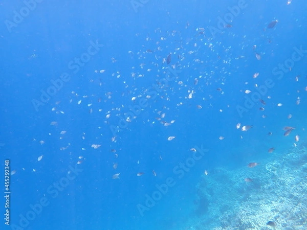 Fototapeta インドネシア　ムンジャンガン島の海