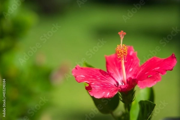 Obraz 沖縄のハイビスカス