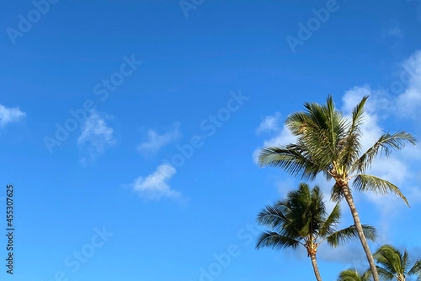 Fototapeta Tropical background image with copy space featuring blue sky and palm tree.