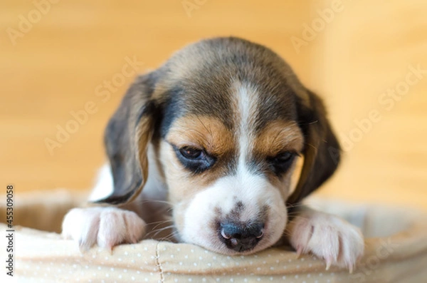 Fototapeta beagle puppy