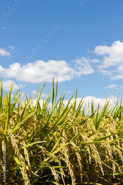 Obraz Rice and the blue sky
