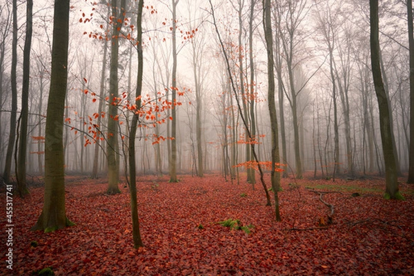 Obraz Sachsenwald bei Nebel