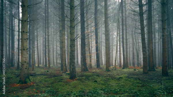 Obraz Sachsenwald bei Nebel