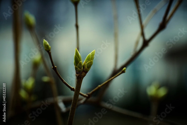 Obraz The birth of tree leaves
