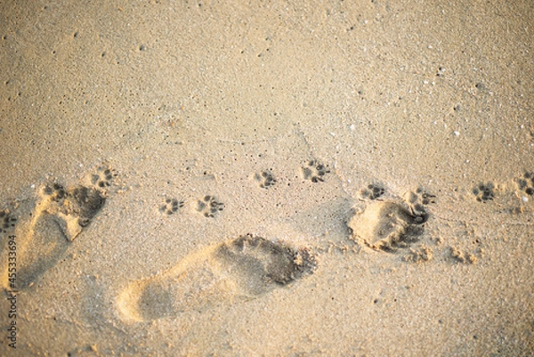 Fototapeta Human and dog footprints in the sand. Copy space for text.