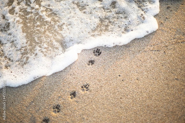 Fototapeta Paw prints on the coast. Foam wave. Sand beach. An imprint of the paws of a small dog.