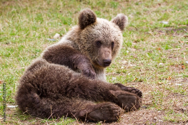 Fototapeta Young bears on a street in Romania