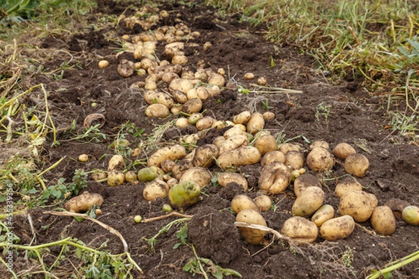 Obraz Fresh raw potatoes in the field. Harvesting potatoes in autumn.
