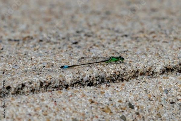 Obraz dragonfly on the stone