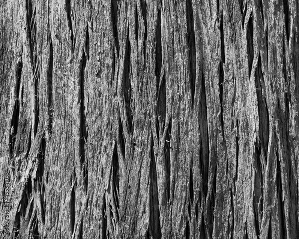 Obraz Wood texture, old wood background in black and white