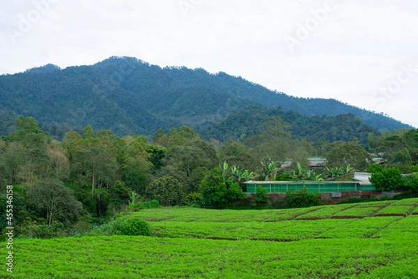 Obraz plantation with a mountain background.