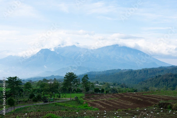 Obraz plantation with a mountain background.