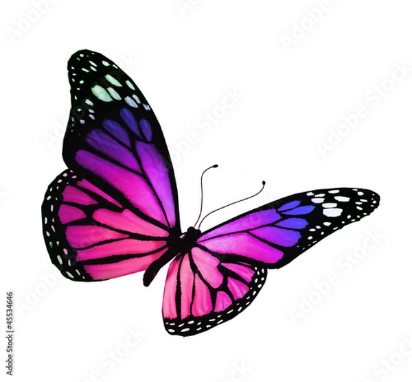 Fototapeta Violet butterfly, isolated on white background