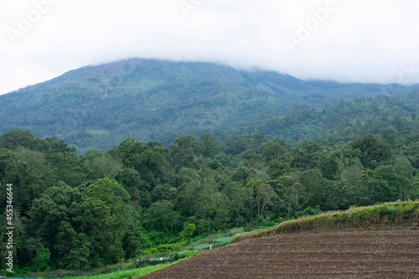 Obraz plantation with a mountain background.