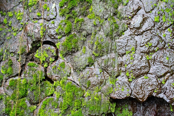Obraz Mossy wall texture with running water.