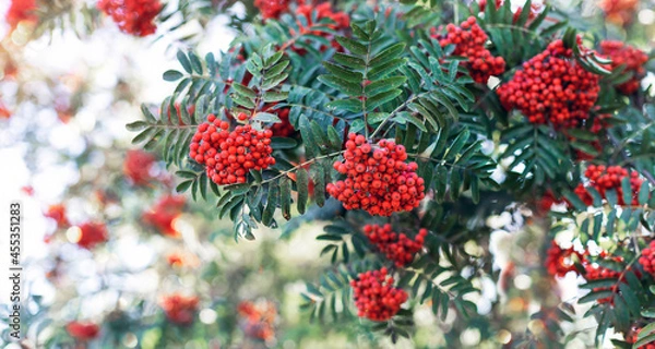 Obraz Branch with bunches of rowan berries close-up. Autumn background