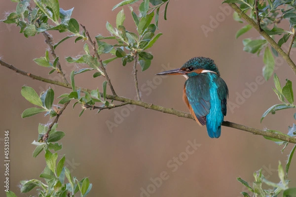 Fototapeta Kingfisher in his natural habitat