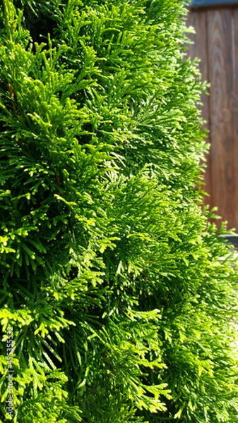 Obraz beautiful thuja in the garden