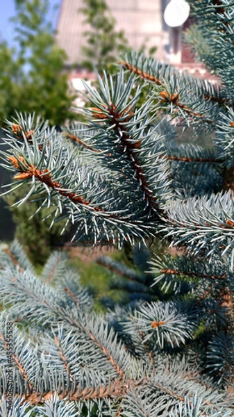 Obraz fir tree branch