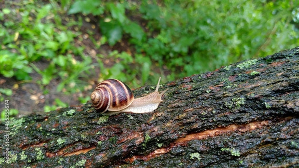 Obraz snail on a tree