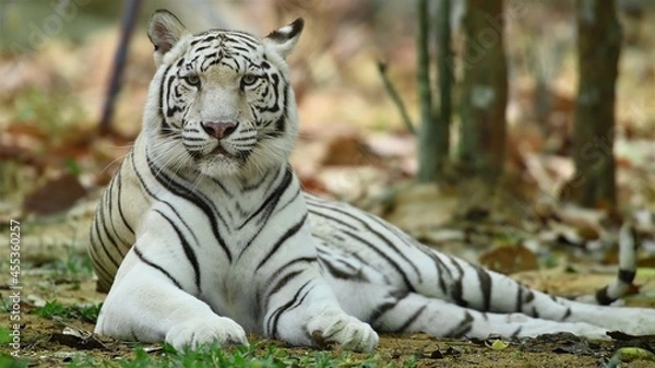 Obraz white bengal tiger in the jungle