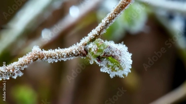 Obraz Frost on a Branch