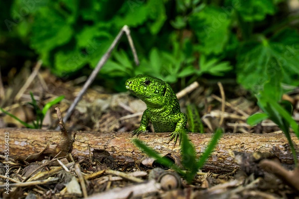 Fototapeta A green lizard on a twig. Lacerta viridis is a species of lizard of the genus Green lizards