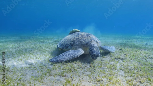 Obraz Turtle Swimming in the Ocean